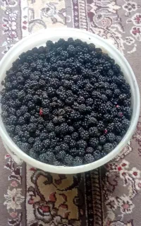 تمشک جنگلی چشمه قره سو آبدار