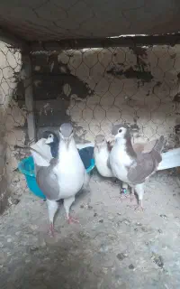 کبوتر ساده