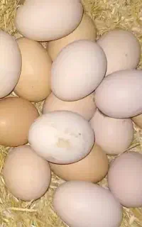 تخم مرغ محلی
