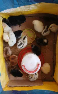 تعدادی جوجه نژاد دار دونه ای 100به فروش میرسد