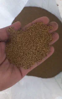 بذر یونجه