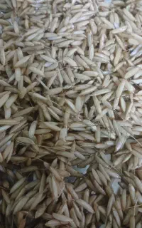 بذر هاشمی داز دار درجه یک