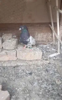 نرکله سیاه