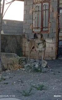سرابی
