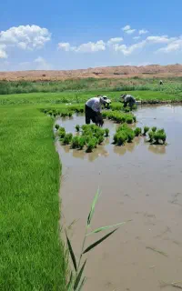 فروش نشا برنج علی کاظمی