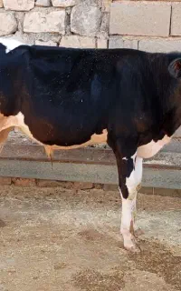 گوساله نر و ماده
