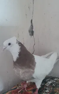 کبوتر طوقی