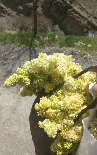 اشپز رایگان  برای تاسوعا