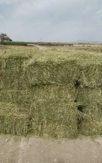 پرس یونجه خرمن شده