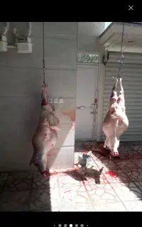 سلاخی گوسفندوبز