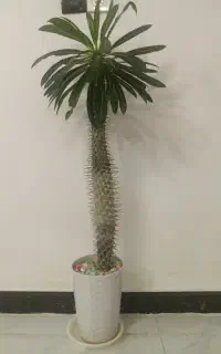 نخل بزرگ ماداگاسکار ۷۰۰ هزار
