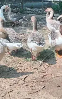غاز محلی