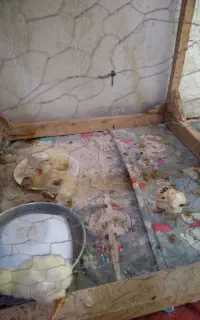 جوجه  لاری اصل وسرحال