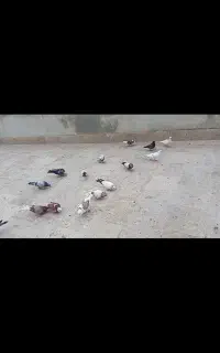 کبوتر