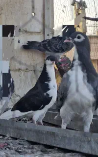 کفتر جوجه ساده افشون ۵ تا
