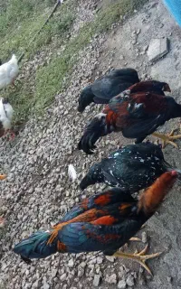 چهار تا لاری اصیل نژاددار