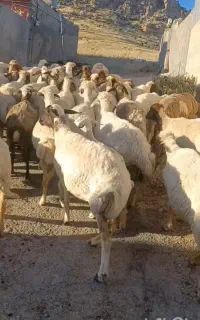 ۴۰ راس شک داشتی ابستن