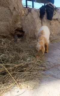 بزغاله