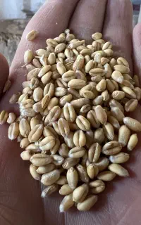 خرید گندم آبی