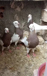 کبوتر طوقی نر ماده