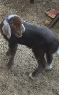 بره شیری
