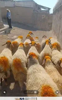 ۲۶ راس گوسفند سنجابی آبستن جوان مالچه