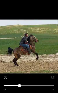 اسب نریان کرد