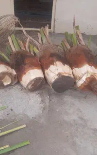 برش نخل و درخت رایگان