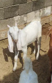 بز تکاوری ابستن