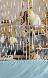 عروس هلندی