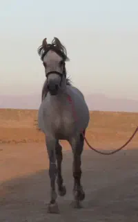 اسب عرب دو سر