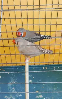 فنچ نژاد کینگ