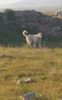 سلام مخلص دوستان جسی کوسفندی