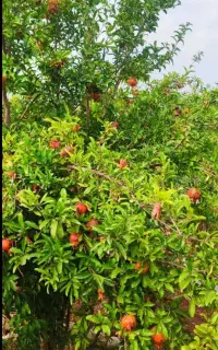 ۳۰۰ متر زمین مسکونی روستای نومل
