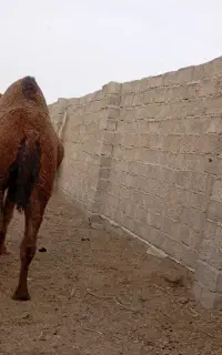 شتر پرواری