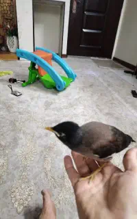 جوجه مینا