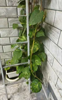 گل پتوس غول پیکر