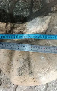 فسیل