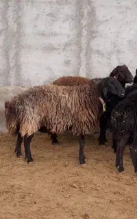 نیازمند چوپان حرفه ای و کاربلد
