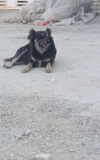 سگ خارجی تک تو ایران