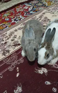 دو خرگوش