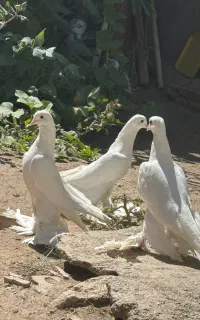 لوطی تبریز پاچه بلند