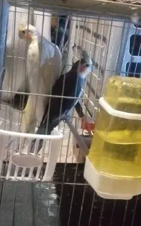 عروس هلندی نر و ماده