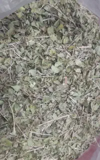 اویشن کوهی محلی