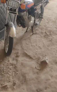 موتور درحد خوشک مدل ۹۷ بیمه داره یک سال