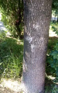 سمپاشی وهرس وخشک بری و کاشت سبزی جات وگل