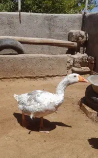 غاز