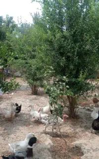 مایل به معاوضه هستم