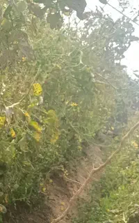 علف گلخانه ای