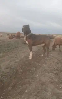 فروش سگ گله